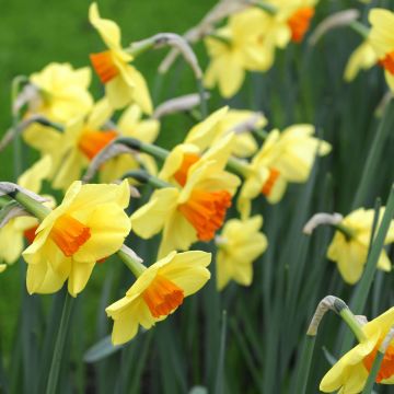 Narcissus Red Devon - Grootkronige narcis