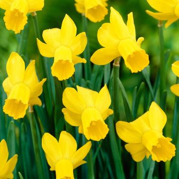 Narcissus cyclamineus Rapture - Cyclamen-narcis