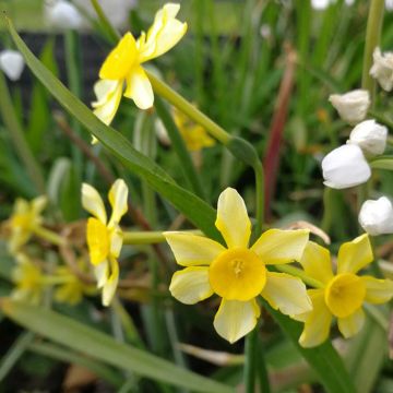 Dwergnarcis New Baby - Dwergnarcis