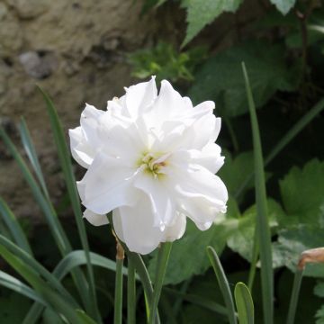 Narcissus poeticus Albus Plenus Odoratus - Dubbele Dichtersnarcis