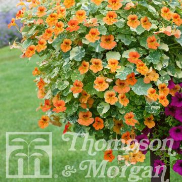 Oost-Indische kers Just Peachy (zaad) - Tropaeolum majus