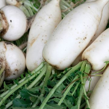 Knolraap Witte harde winter - Vilmorin Knolraap Witte harde winter - Vilmorin