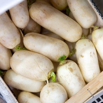 Raap Marteau - Vilmorin