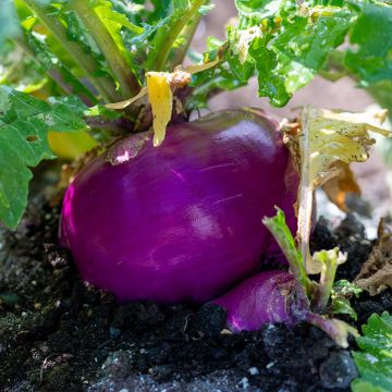 Knolraap Rode van Milaan BIO - Ferme de Sainte Marthe
