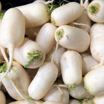 Raap Vertus Marteau Raap Vertus Marteau