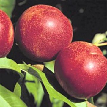 Nectarine Crimson Gold