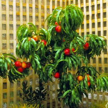 Dwergnectarine Necta Zee Dwergnectarine Necta Zee