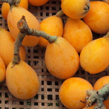 Japanse mispel Tanaka - Eriobotrya japonica