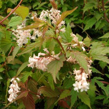 Neillia thibetica - Trosspirea