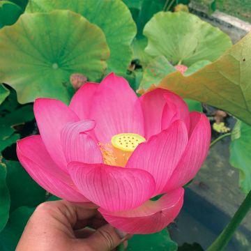 Nelumbo Qingling Honlian - Indische lotus