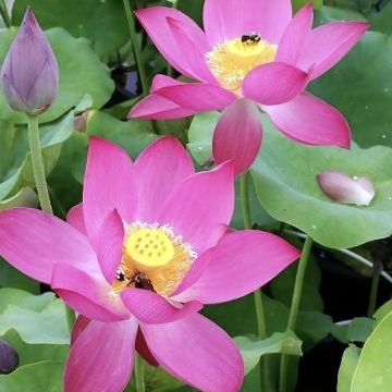 Nelumbo Red at Sunset - Indische lotus