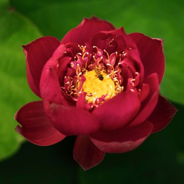 Nelumbo nucifera Rood - Indische lotus