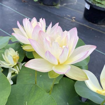 Nelumbo Evening Showers - Dwerg lotus