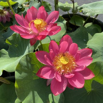 Nelumbo nucifera Chinese Red Jiaxing - Indische lotus