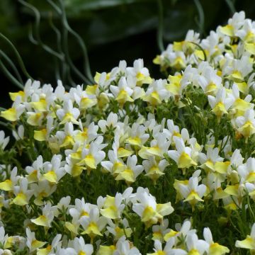 Nemesia Fairy Kisses Citrine - Elfenspiegel