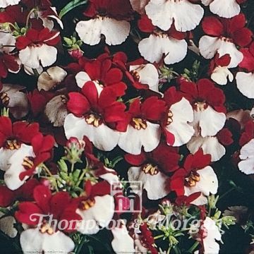 Nemesia Mello Red & White (zaad) - Elfenspiegel
