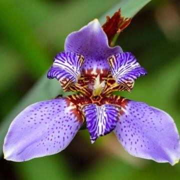 Neomarica caerulea Sky Blue - Wandelende iris
