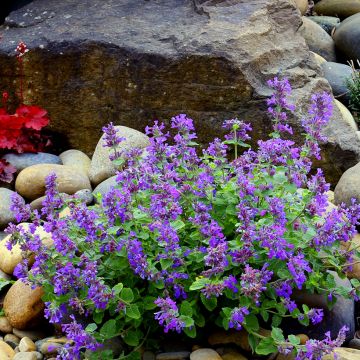 Nepeta faassenii Nova Blue - Kattenkruid