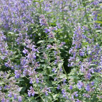Nepeta faassenii Walkers Low - Kattenkruid