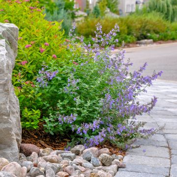 Nepeta faassenii Walkers Low - Kattenkruid