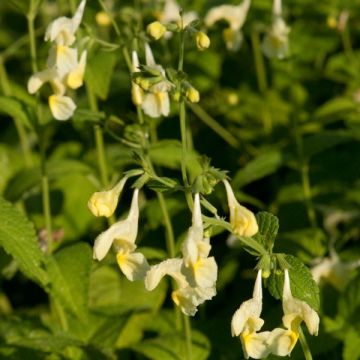 Nepeta govaniana - Geel kattenkruid