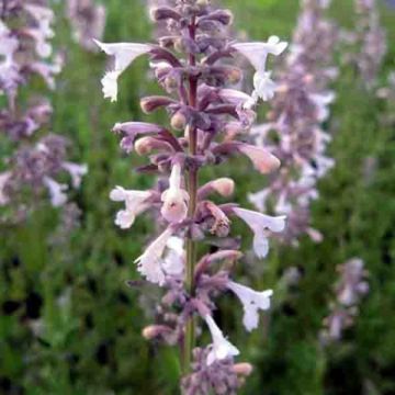 Nepeta grandiflora Dawn to Dusk - Kattenkruid