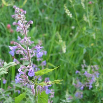 Nepeta grandiflora Wild Cat - Kattenkruid