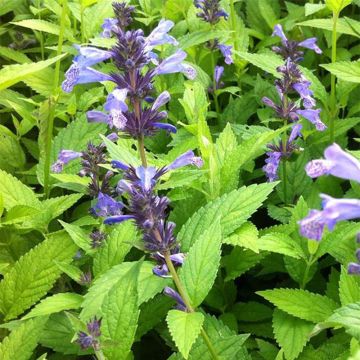 Nepeta manchuriensis Manchu Blue - Kattenkruid