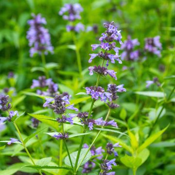 Nepeta manchuriensis Manchu Blue - Kattenkruid