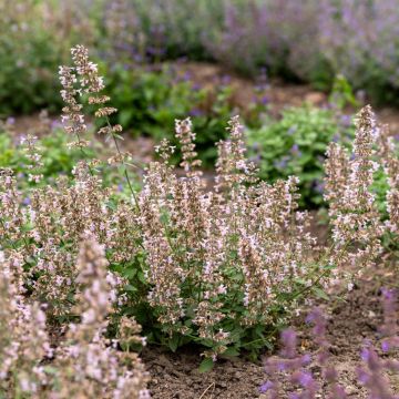 Nepeta racemosa Amelia - Kattenkruid