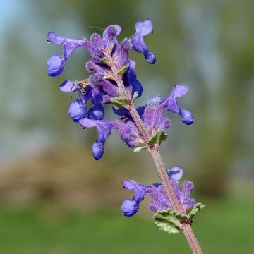 Nepeta racemosa Superba - Kattenkruid