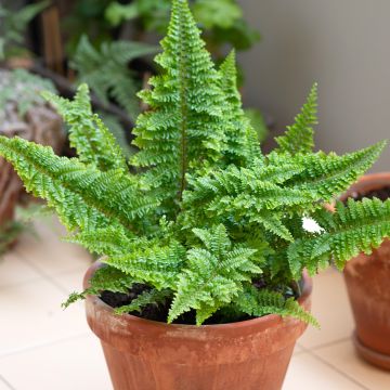 Nephrolepis exaltata Cotton Candy - Bostonvaren