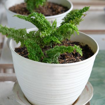 Nephrolepis exaltata Fluffy Ruffle - Bostonvaren