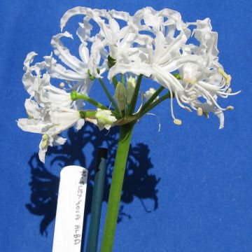 Nerine flexuosa Wit - Kliplelie