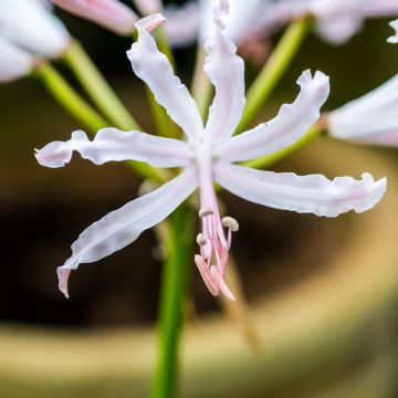 Nerine bowdenii Bionce - Kliplelie