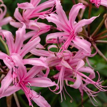 Nerine bowdenii - Kliplelie