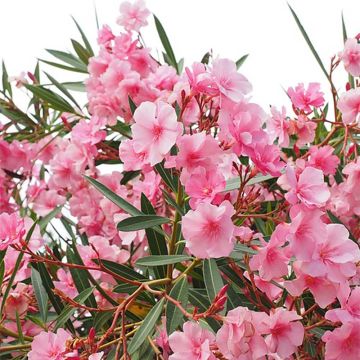 Nerium oleander Roze - Oleander