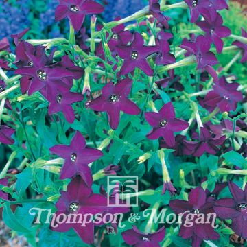 Nicotiana hybrida Perfume Deep Purple F1 Hybrid (zaad) - Siertabak