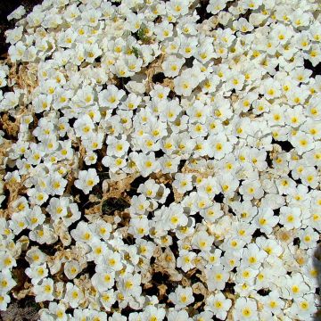 Nierembergia repens - Witte beker