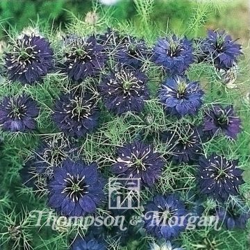 Nigella damascena Oxford Blue (zaad) - Juffertje-in-het-groen