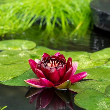 Nymphaea Black Princess - Waterlelie