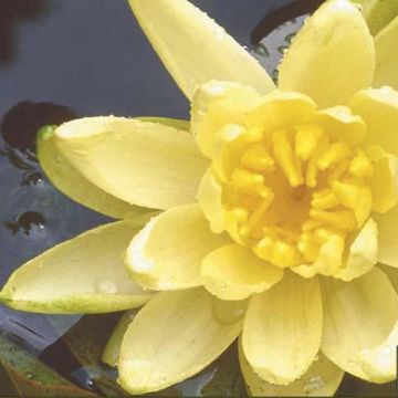 Nymphaea Colonel A.J. Welch - Waterlelie