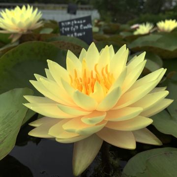 Nymphaea Double Yellow - Waterlelie