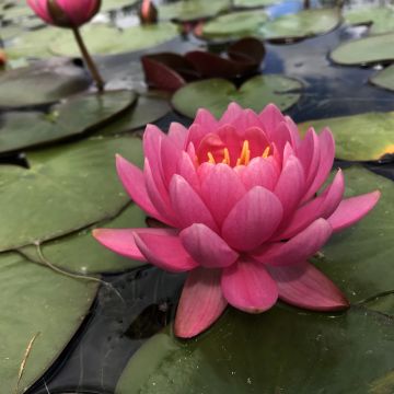Nymphaea Eros - Waterlelie