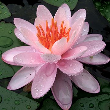 Nymphaea Eugenia de Lande - Waterlelie