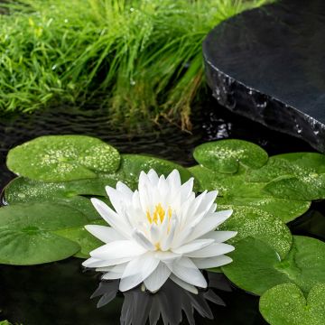 Nymphaea Gonnere - Waterlelie