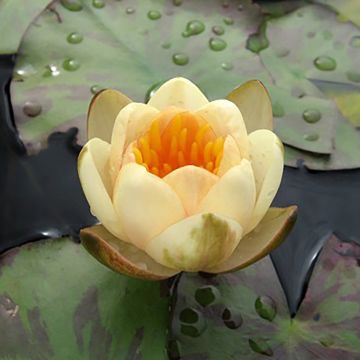 Nymphaea Graziella - Waterlelie