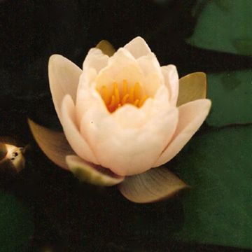 Nymphaea Lactea - Waterlelie