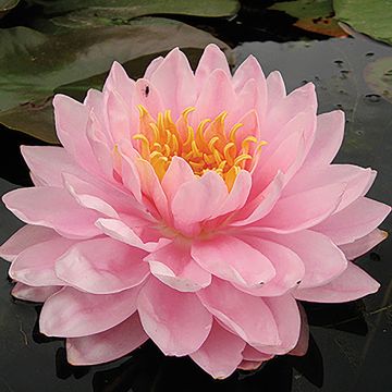 Nymphaea Lily Pons - Waterlelie