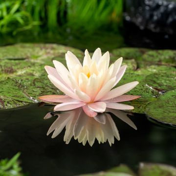 Nymphaea Mangkala Ubol - Waterlelie